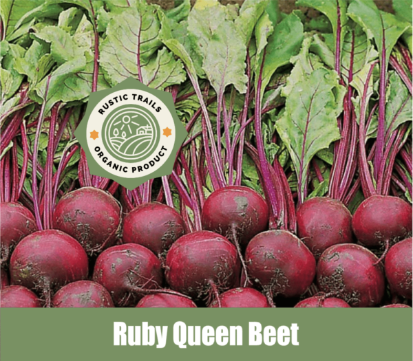 Ruby Queen Beet